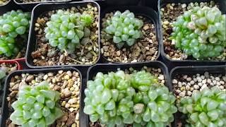 Chăm sóc và nhân giống haworthia cooperi | haworthia cooperi propagation | haworthia cooperi care