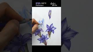 용담초 색연필 꽃그리기 | 꽃그림 보태니컬아트 배우기 | Flower Drawing Gentian