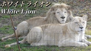 【神の使い】ホワイトライオンの生態〜アルビノ？白変種？白色の百獣の王〜（White lion）