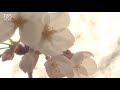 映像でみる桜　東京・大横川【カメラマンclip】