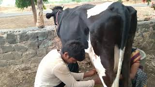 HF cow milking,village morning routine.