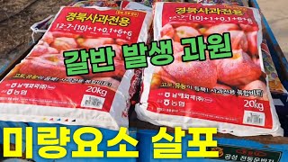 미량요소 살포ㅣ전년도 갈반이나 엽소 발생 했다면 필수시청!