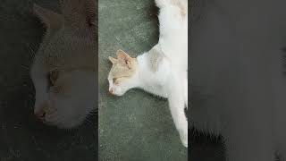 Funny sleeping #funny #sleeping #cat #viralshorts #trendingshorts