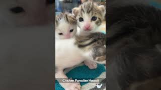 18 day old cute kittens #shorts