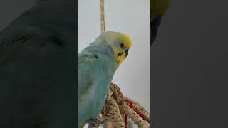 『大好き』と言ってる換羽期インコ🐥関西弁のくーちゃん🐥