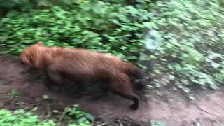 京都に居たヤブイヌのミコトちゃん 元気です！埼玉県こども動物自然公園にて　2021年10月16日