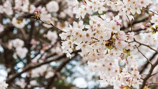 大宮公園の桜　花見風景　埼玉県さいたま市　2016年3月30日撮影