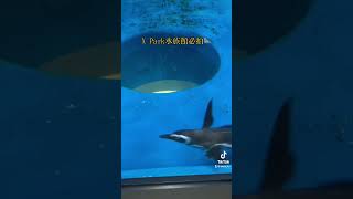 XPark水族館必拍景點❤️ 海豹親吻😘水母美麗 😁國王企鵝好可愛 #艾蛙媽vs達樂哥 #海洋生物 #xpark #企鵝 #trip #triplets #travel #kid #kids