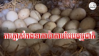 Natural hatching of duck eggs ការភ្ញាស់ពងទាកាប៉ាតាមបែបធម្មជាតិ #Babary Home  #ផ្ទះទាកាប៉ា