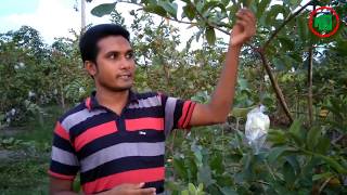 থাই পেঁয়ারা চাষে সফলতা  Success story of guava cultivation