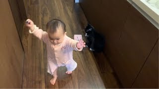 赤ちゃんと追いかけっこをする猫 ラガマフィン Cat chasing after a baby