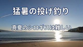 猛暑の投げ釣り　真夏のシロギスは難しい