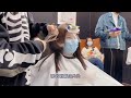 【赵露思的vlog】我的小小心愿 换发型 rosy s wishlist~ changing hairstyle 210129 赵露思zhao lusi