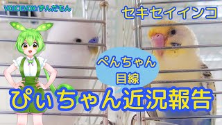 【セキセイインコ】精巣腫瘍闘病中の最近のぴぃちゃんは・・・？🦜ぺんちゃん目線で【Budgie】