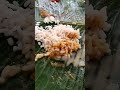 ഒരു കല്ല്യാണ സദ്യ കഴിച്ചാലോ.. food wedding trending