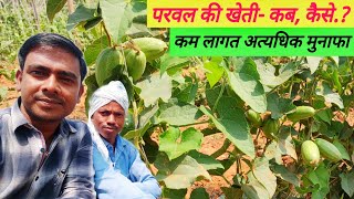 परवल की खेती, कब लगाये परवल, Point Gourd farming, काम लागत की खेती, #दितेश