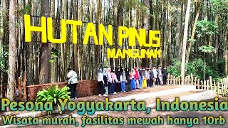 Ekowisata Hutan pinus manguan- yogyajarta | wisata murah di yogyakarta