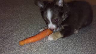 CHIHUAHUA CUTIES - CUTE BROWN BABY PLAYING WITH A CARROT!