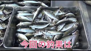 【東京湾フェリー】金谷レストラン波留菜亭のアジ釣りから料理提供まで