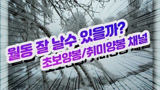 20 10 19  내 벌이 월동을 잘나을수  있을까?  취미양봉/초보양봉/양봉입문관심자/월동사양/양봉관리/좋은꿀/꿀벌화분/프로폴리스/숙성꿀