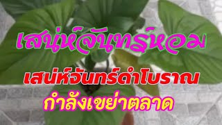 เสน่ห์จันทร์ ว่านที่มีแนวโน้มครองตลาดระยะยาว ราคาไม่ตก