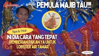 INI DIA PORSI PAKAN YANG TEPAT UNTUK LOBSTER AIR TAWAR | TIPS \u0026 TRIK