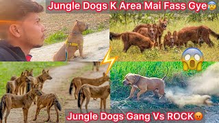 Jungle Dogs K ilaka M Fass Gye😰Rock Vs Jungle Gang😡|| Rescue Puppy Ko Sabhi Dogs