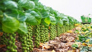 เทคโนโลยีการเกษตรสมัยใหม่ของโลก   ฟักทอง, Brussel Sprout, เครื่องเก็บเกี่ยววอลนัท 2022 future farm