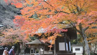 伊予路に錦秋到来　２０日から「えひめ　もみじ新聞」・愛媛新聞