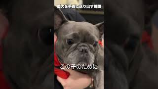 頑張れ…！😢愛犬を手術に送り出す瞬間… #shorts