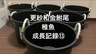 【更紗和金鮒尾】【金魚屋外飼育】稚魚　成長記録⑬激安30ℓ万能容器リピ買い