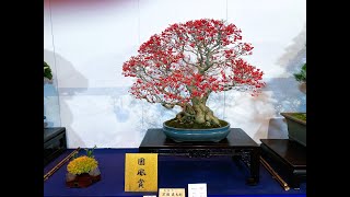 99th KOKUFU BONSAI EXHIBITION 2025 PART 1 (Feb.8th~11th) Video A 第99回国風盆栽展令和7年　(前期）