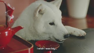 White Family SoftBank Dog CM #389. \