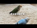 紙切りを邪魔するうめ２　セキセイインコ・コザクラインコ・うめ・ぱせり　rosy faced lovebird 　agapornis roseicollis 　budgerigar　parakeet