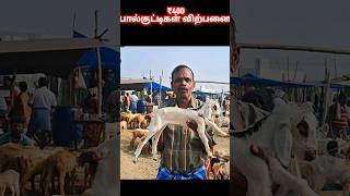 ₹400 முதல் பால் குட்டிகள் விலை குன்னத்தூர் ஆட்டுச்சந்தை #shortsfeed #tamil #goatmarket