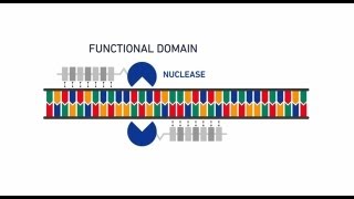 Genome editing with GeneArt® Precision TALs