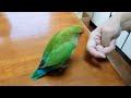 家族みんなのアイドル✨コザクラインコ､キーちゃん！