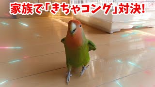 家族みんなのアイドル✨コザクラインコ､キーちゃん！