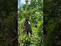 pruning moringa tree harvesting moringa