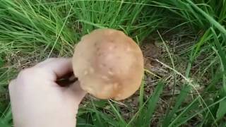 Grzyby  sierpień 2019  Śląsk - Ruda Śląska - moje pierwsze tegoroczne grzyby-August mushrooms