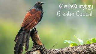 செம்போத்து, Greater Coucal bird, இதை குயில் என  நினைத்தவர்கள் பலர்!