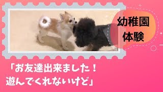 【幼稚園体験】お友達ができました！けど遊んでくれません…