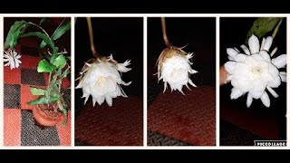 NISHAGANDHI // BLOOMING 🥰🥰😍🤩// Epiphyllum oxypetalum //THE QUEEN OF NIGHT // BY MILUSSS STATION