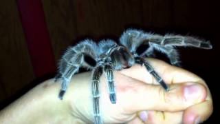 Tarantula tries to bite hand