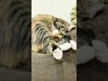 【猫動画】プールの中でうんち💩する猫って本当にいる【寝起きw】 猫のうんち うんち shorts しなこ しなこちゃん kawaii プール しなこワールド