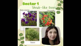 Planting Trees in memory of a loved one