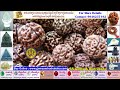 ఏకముఖి రుద్రాక్ష ek mukhi rudraksha 1 mukhi price one mukhi cost ss gems u0026 rudraksha