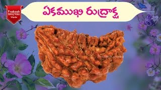 ఏకముఖి రుద్రాక్ష | Ek Mukhi Rudraksha, 1 Mukhi Price, One Mukhi Cost | SS Gems \u0026 Rudraksha