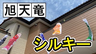 第１３弾　あげてみた動画【旭天竜】シルキー鯉のぼり