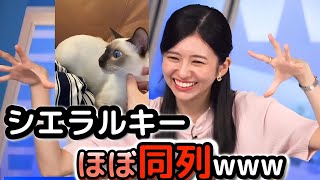 【大島璃音】お互い「遊んであげてる」と思っている、愛猫\